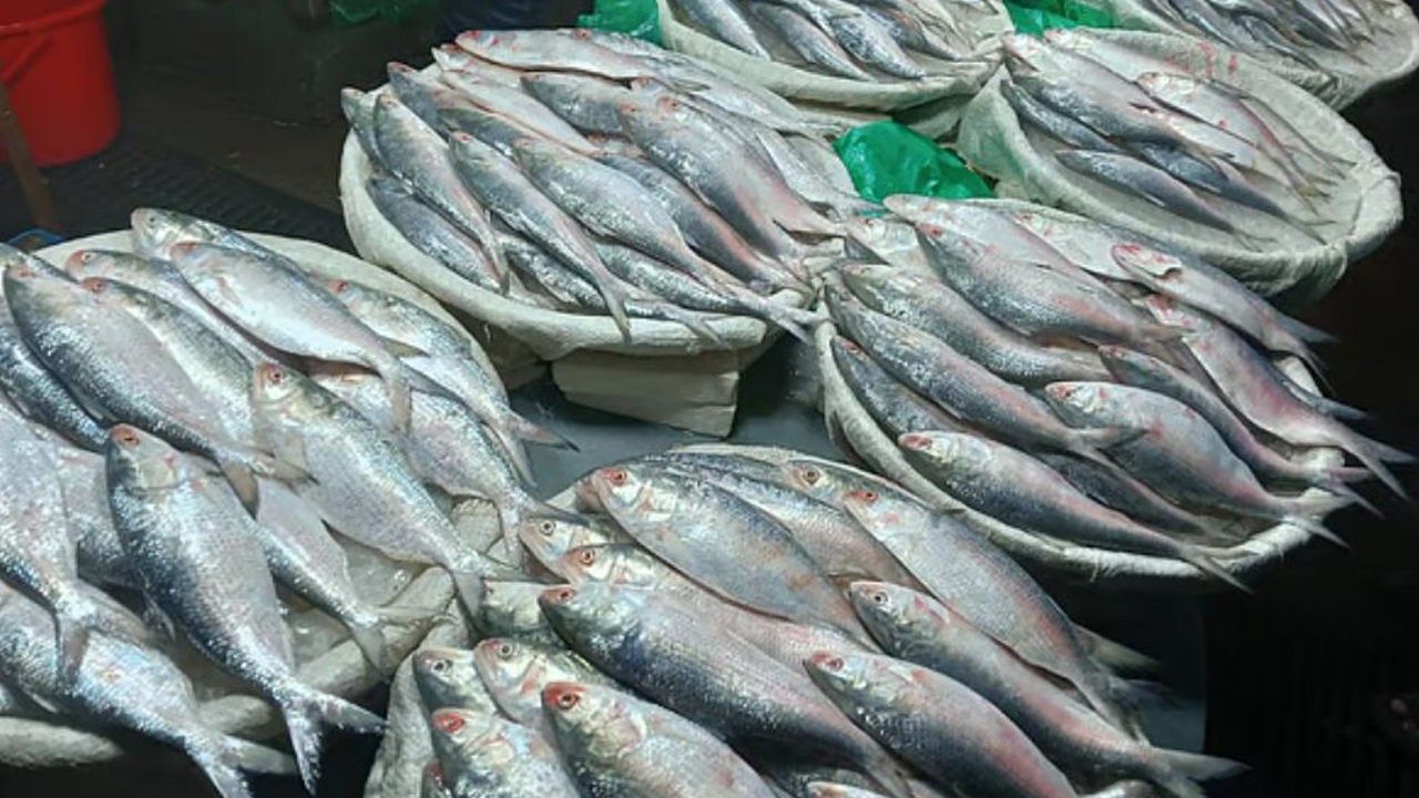 সৌদি আরবসহ মধ্যপ্রাচ্যে ১১ হাজার মেট্রিক টন ইলিশ রপ্তানির অনুমোদন