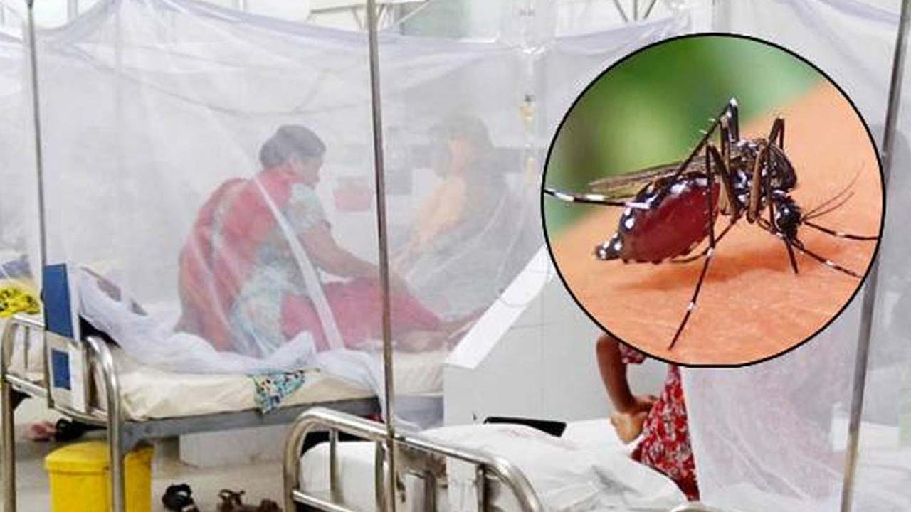 ডেঙ্গুতে আরও ২ জনের মৃ'ত্যু, হাসপাতালে ভর্তি ৬৭৮ জন