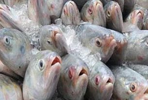 ভারতে দুর্গাপূজা উপলক্ষে ১২০০ মেট্রিক টন ইলিশ রপ্তানির অনুমোদন