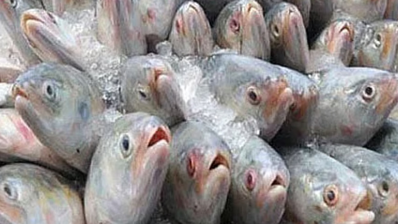 ভারতে দুর্গাপূজা উপলক্ষে ১২০০ মেট্রিক টন ইলিশ রপ্তানির অনুমোদন