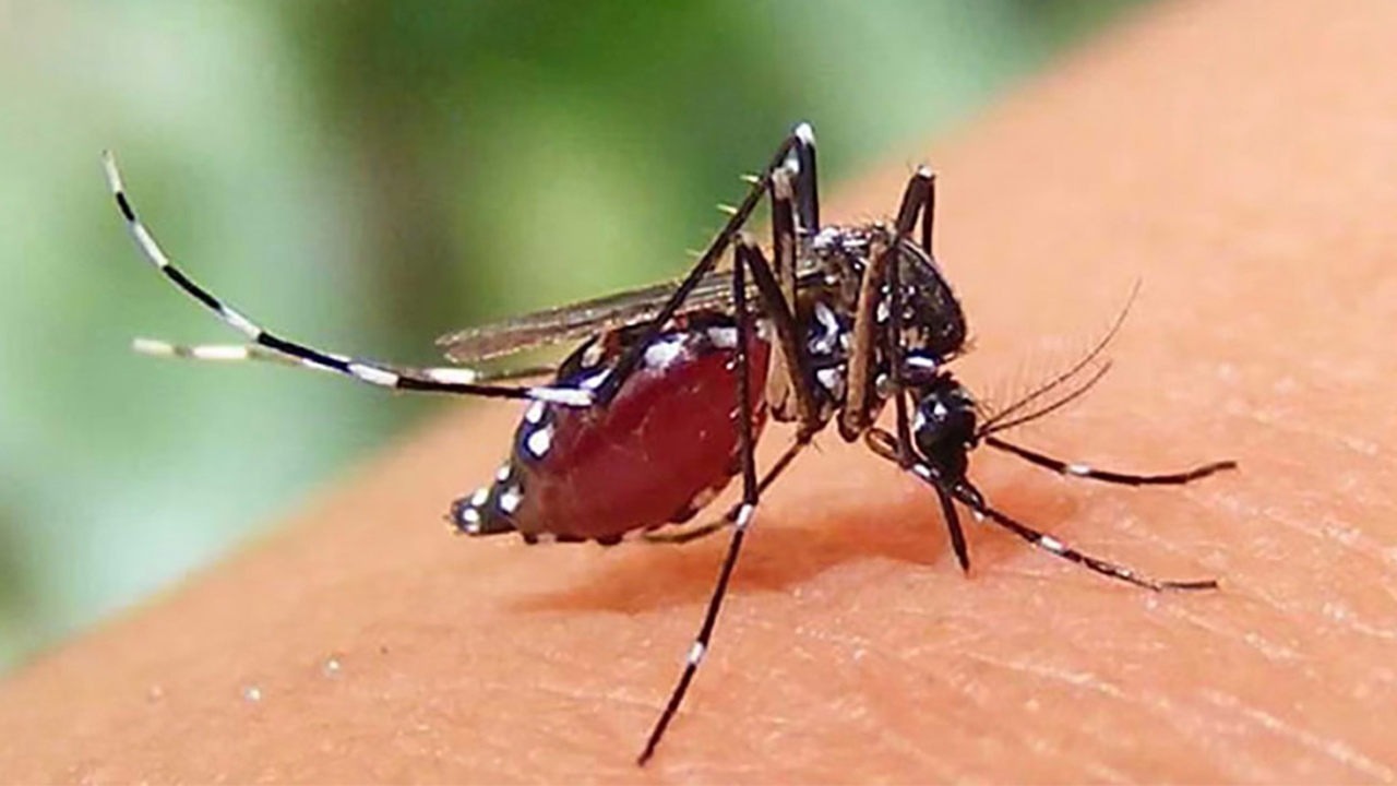 ২৪ ঘণ্টায় ডেঙ্গুতে ২ জনের মৃ'ত্যু হাসপাতালে ভর্তি ৫৭৩ জন