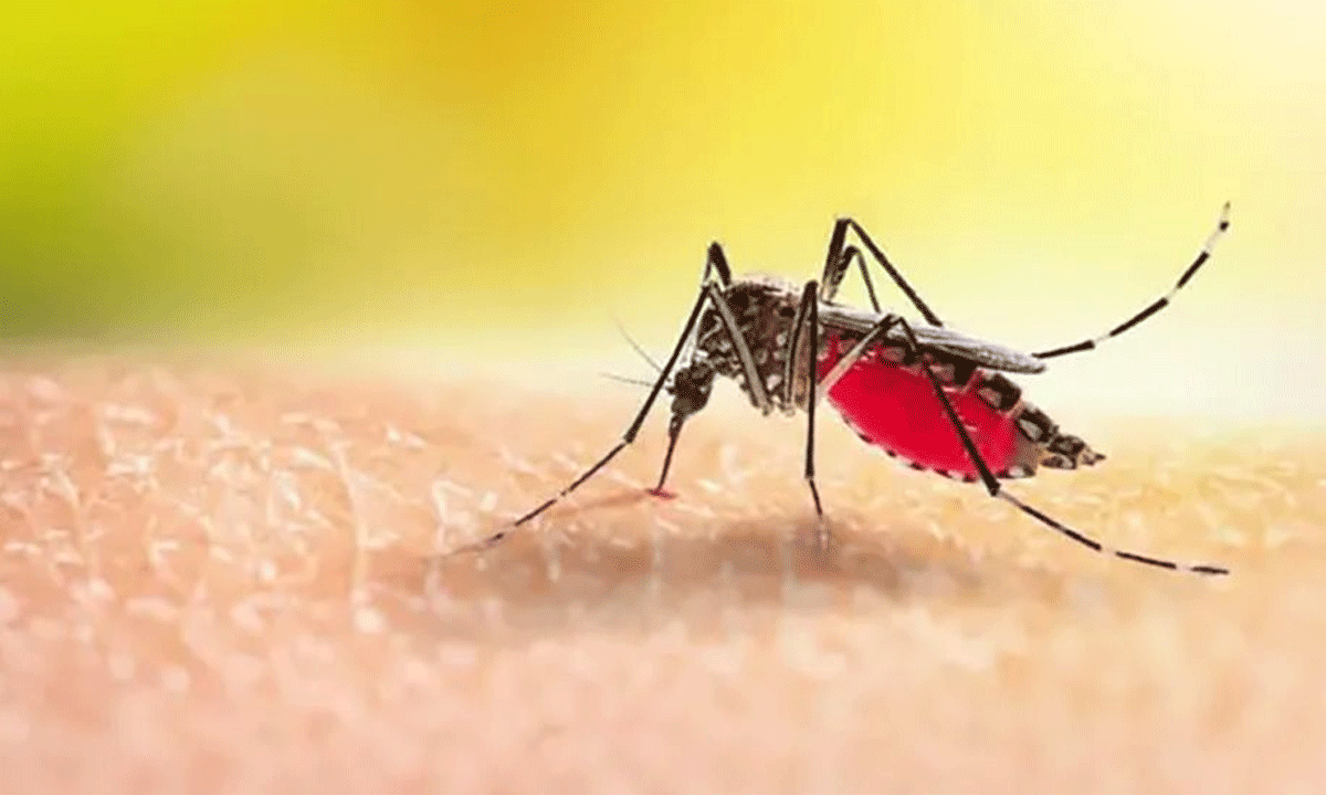 ডেঙ্গুতে ২৪ ঘণ্টায় আরও ৭ মৃ'ত্যু, হাসপাতালে ভর্তি ৫৬৭