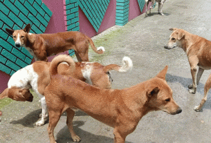 ফেলে যাওয়া নবজাতককে পাহারা দিল একদল কুকুর