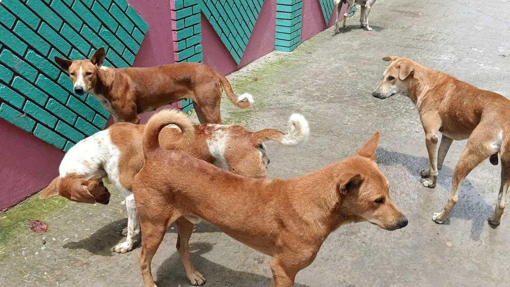 ফেলে যাওয়া নবজাতককে পাহারা দিল একদল কুকুর