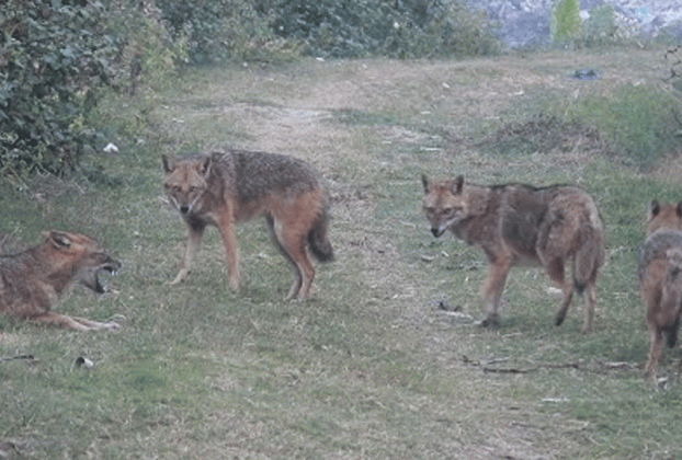 খেলাধুলা করে ফেরার পথে শিশুকে নিয়ে গেল শিয়াল