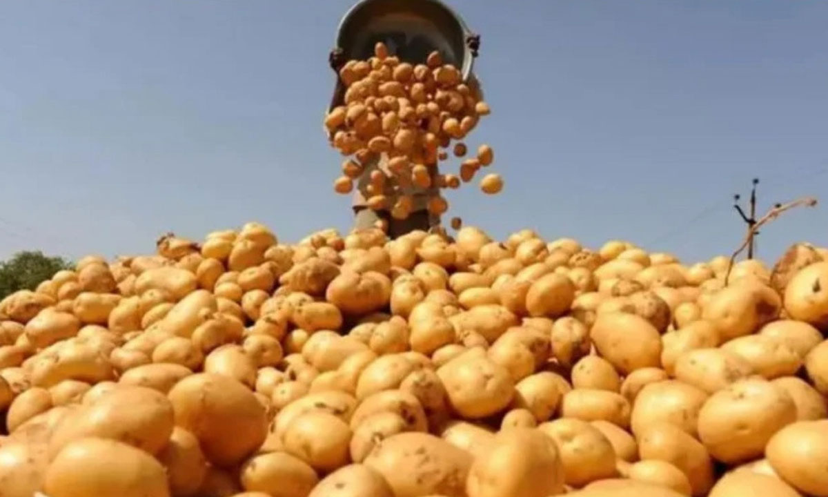 ভিয়েতনামে আলু রপ্তানির অনুমতি পেল বাংলাদেশ