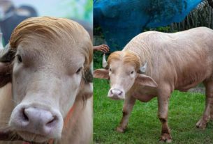 নারায়ণগঞ্জের বিরল ‘অ্যালবিনো মহিষ’ বিশ্বমিডিয়ায়, নাম ‘ডোনাল্ড ট্রাম্প’ ঘিরে চাঞ্চল্য