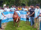 ফাইনালকে ঘিরে গোপালগঞ্জে গরু জবাই, আর্জেন্টিনা সমর্থকদের ভূরিভোজ