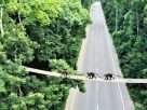 মধুপুরে বন্য প্রাণীর নিরাপদ চলাচলে বন বিভাগের ৫ রোপওয়ে করিডর