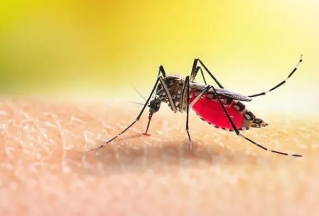 ডেঙ্গুতে আরও ১ জনের মৃত্যু, ২৪ ঘণ্টায় হাসপাতালে ভর্তি ৩২৯