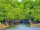 তিন মাস পর ১ সেপ্টেম্বর খুলছে সুন্দরবন