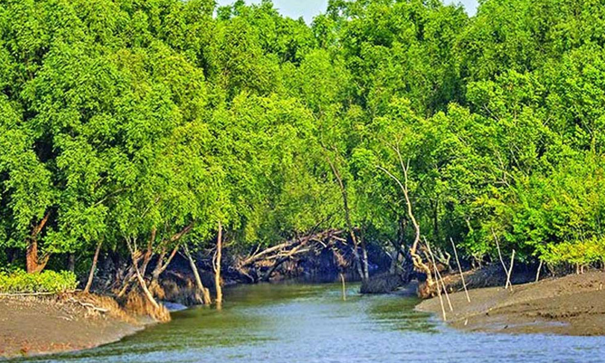 তিন মাস পর ১ সেপ্টেম্বর খুলছে সুন্দরবন