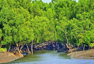 তিন মাসের নিষেধাজ্ঞায় প্রাণ ফেরে সুন্দরবনে