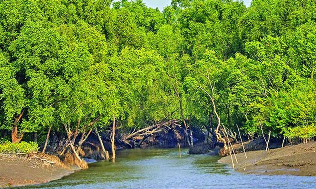 তিন মাসের নিষেধাজ্ঞায় প্রাণ ফেরে সুন্দরবনে