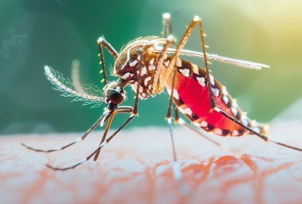 ডেঙ্গুতে আরও ২ মৃত্যু, ২৪ ঘণ্টায় হাসপাতালে ভর্তি ৯৯৬ জন