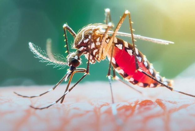 ডেঙ্গুতে আরও ২ জনের মৃত্যু, হাসপাতালে ভর্তি ৬৭২