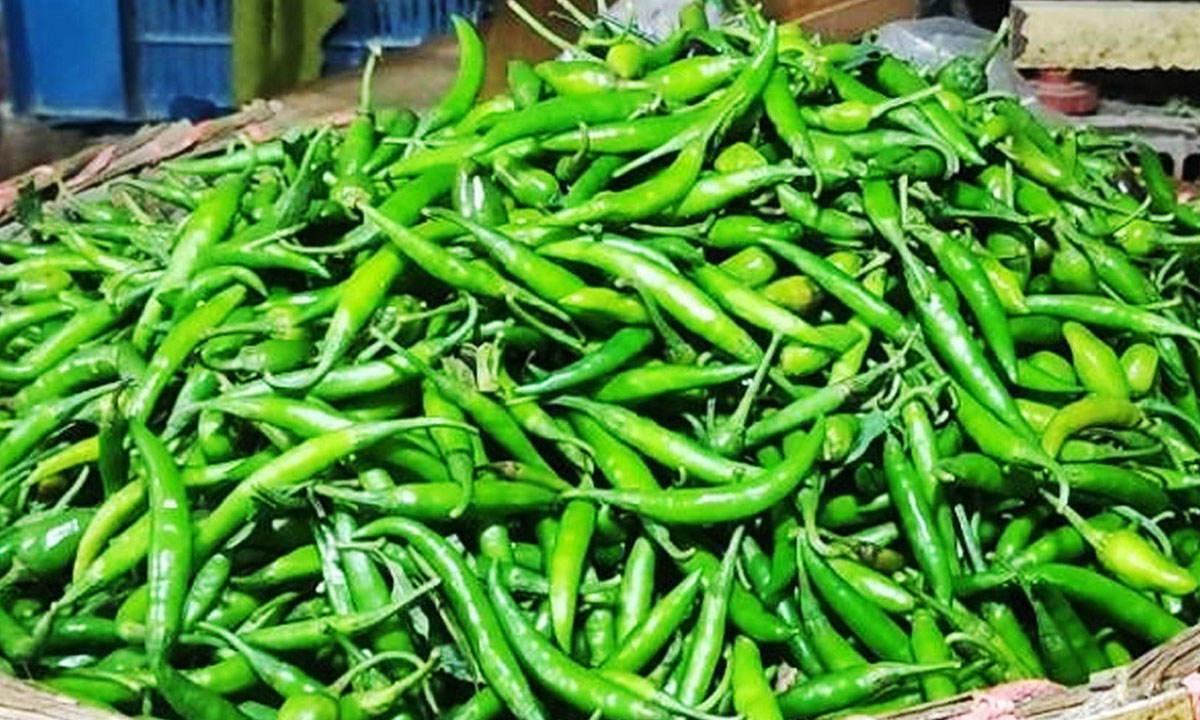 ভারত থেকে আমদানির খবরে কাঁচা মরিচের দাম কমল কেজিতে ৯০ টাকা