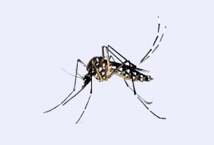 ডেঙ্গুতে ২৪ ঘণ্টায় ৪ মৃত্যু, হাসপাতালে ১২৫২