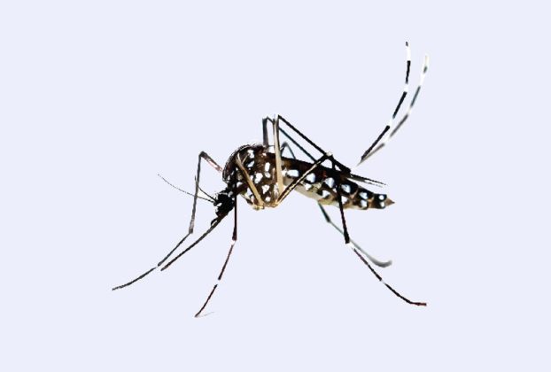 ডেঙ্গুতে ২৪ ঘণ্টায় ৪ মৃত্যু, হাসপাতালে ১২৫২