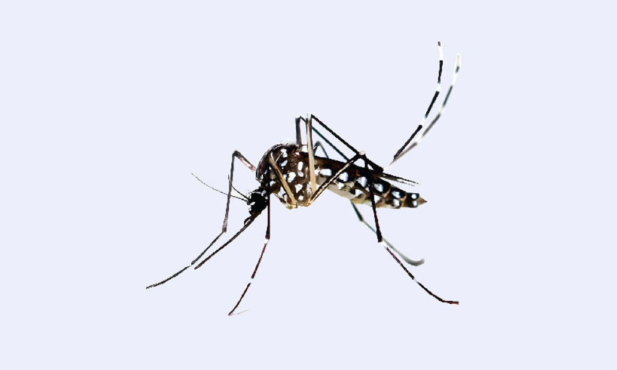 ডেঙ্গুতে ২৪ ঘণ্টায় ৪ মৃত্যু, হাসপাতালে ১২৫২