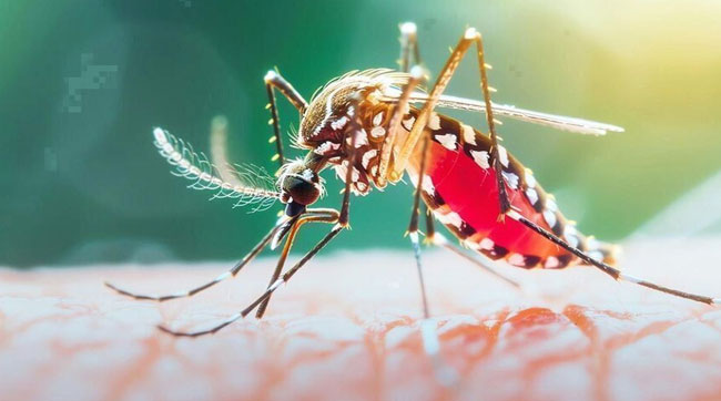 ডেঙ্গুতে ২৪ ঘণ্টায় ৭ মৃত্যু, হাসপাতালে ভর্তি ১ হাজার ৭৫৩