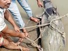 ব্রহ্মপুত্রে জেলের জালে ৯০ কেজির বিশাল বাগাড়, বিক্রি ১ লাখ ৩৫ হাজার টাকায়