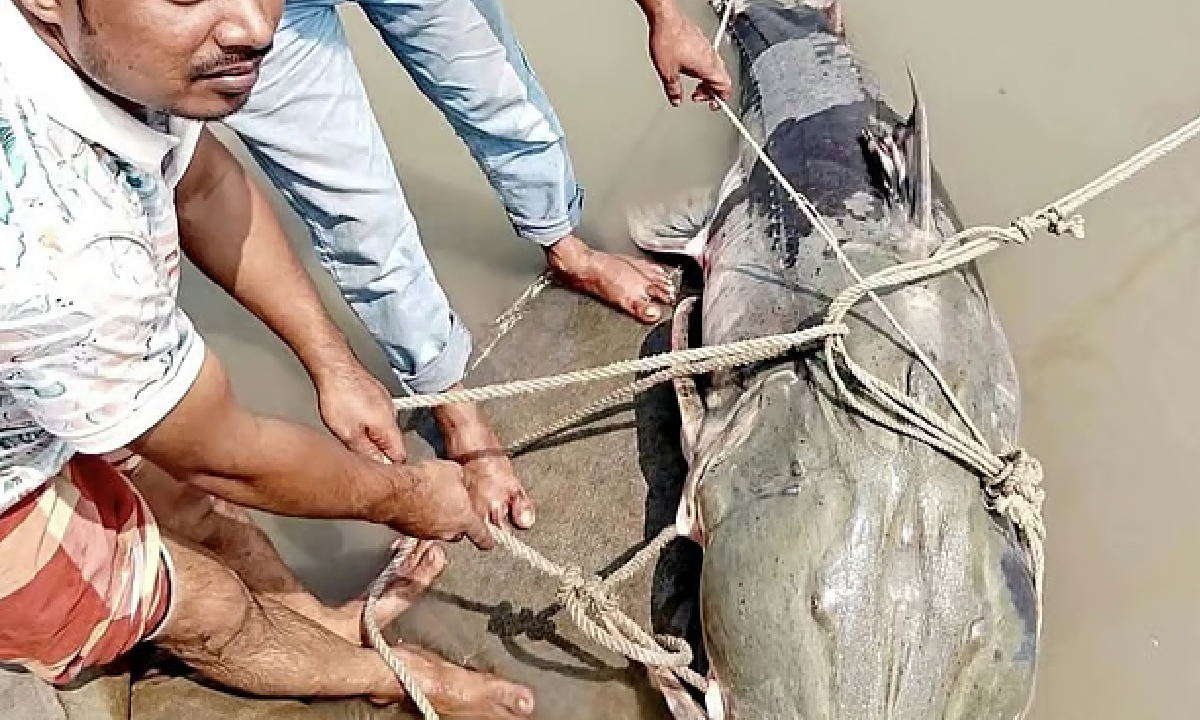ব্রহ্মপুত্রে জেলের জালে ৯০ কেজির বিশাল বাগাড়, বিক্রি ১ লাখ ৩৫ হাজার টাকায়